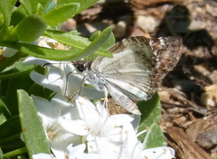 Chiomara
