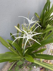 Hymenocallis caribaea