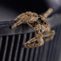 Attulus fasciger