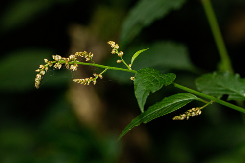 Celosia elegantissima image