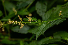 Celosia elegantissima image