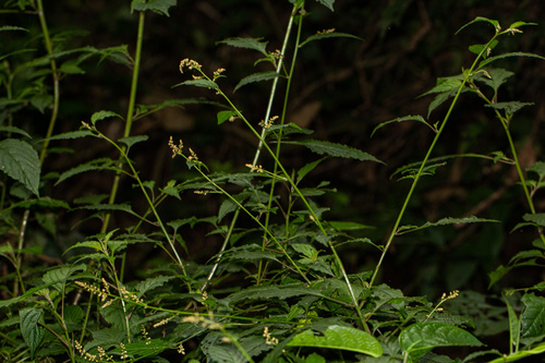 Celosia elegantissima image