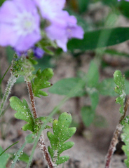 Phacelia strictiflora