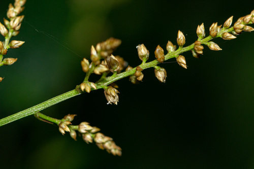 Celosia image