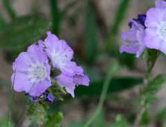 Phacelia strictiflora