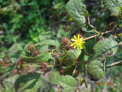 Triumfetta semitriloba