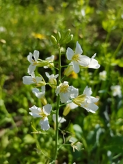 Brassica oleracea albiflora