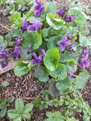 Viola odorata
