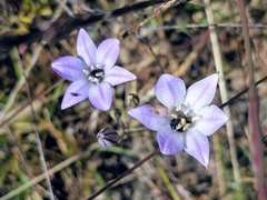 Triteleia peduncularis