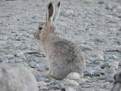 Lepus oiostolus