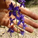 Delphinium patens montanum - Photo (c) hikingsandiego, algunos derechos reservados (CC BY-NC), subido por hikingsandiego
