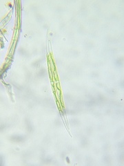 Closterium leibleinii