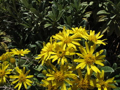 Brachyglottis revoluta