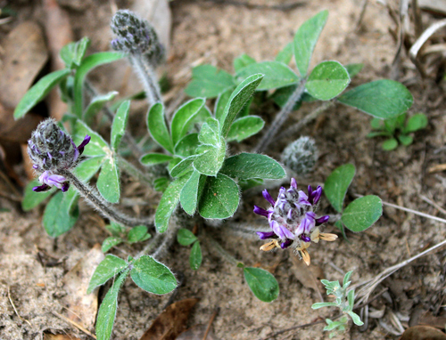 Pediomelum hypogaeum var. subulatum