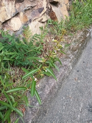 Helicteres angustifolia