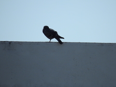 Columba livia