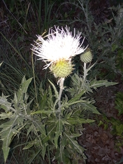 Cirsium engelmannii