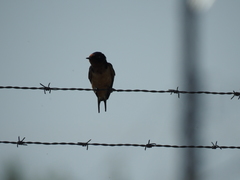 Hirundo rustica