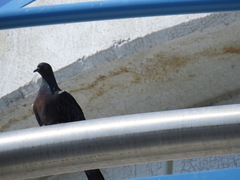 Columba livia