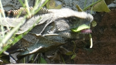 Ctenosaura similis