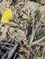 Argyrolobium filiforme