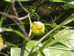 Nuphar lutea