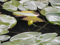 Nuphar lutea