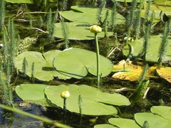 Nuphar lutea