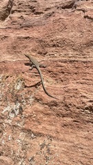 Phoenicolacerta kulzeri petraea