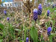 Muscari latifolium