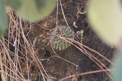 Mammillaria karwinskiana