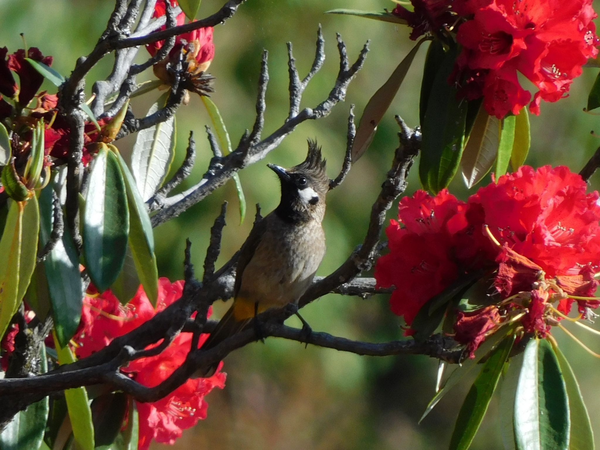 Himalayan Bulbul illustration