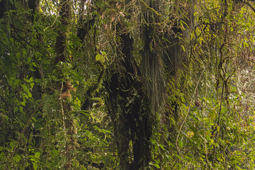 Haplopteris reekmansii image