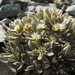 Stellaria roughii - Photo (c) John Barkla, algunos derechos reservados (CC BY)