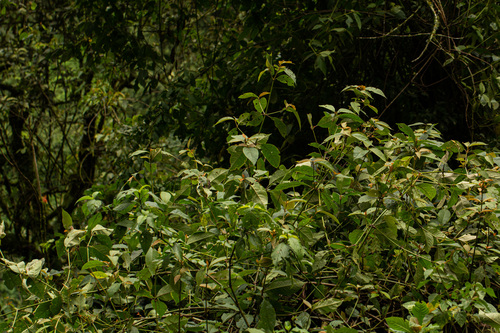 Sericostachys scandens image