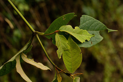 Sericostachys scandens image