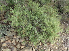 Monechma spartioides