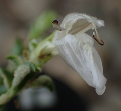 Monechma spartioides