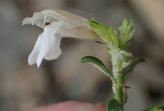 Monechma spartioides