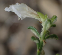 Monechma spartioides