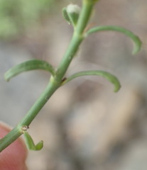 Monechma spartioides