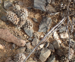 Anacampseros albidiflora