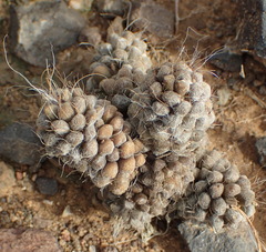 Anacampseros albidiflora