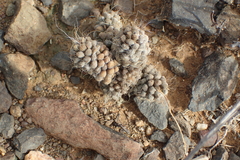 Anacampseros albidiflora