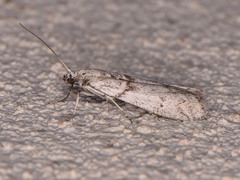 Myelopsis alatella