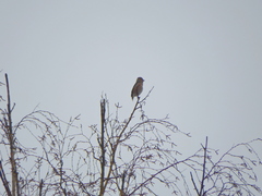 Coccothraustes coccothraustes