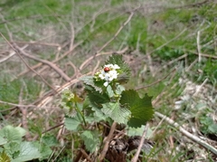 Alliaria petiolata