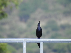 Quiscalus mexicanus