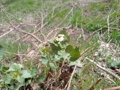 Alliaria petiolata