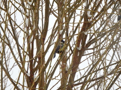 Parus major